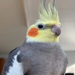 تصویر کاور عروس هلندی - رقص