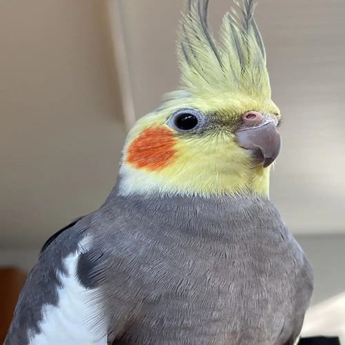 کاور عکس بهترین اهنگ برای رقص عروس هلندی