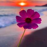 تصویر کاور تمام اجراها - برات میمیره