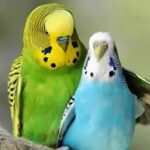 مرغ عشق - رقص