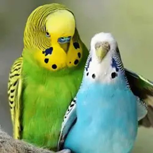 کاور عکس آهنگ برای رقص مرغ عشق در قفس