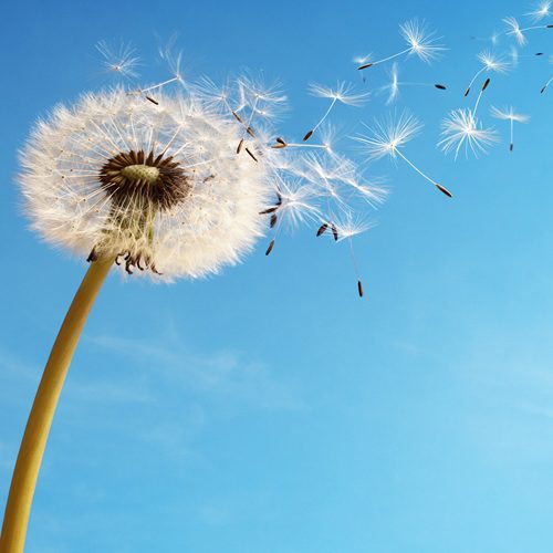 کاور عکس آهنگ شعر رقص باد خنده گل صوتی