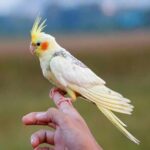 تصویر کاور عروس هلندی - آموزش سلام