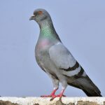 تصویر کاور نوحه - امام رضا